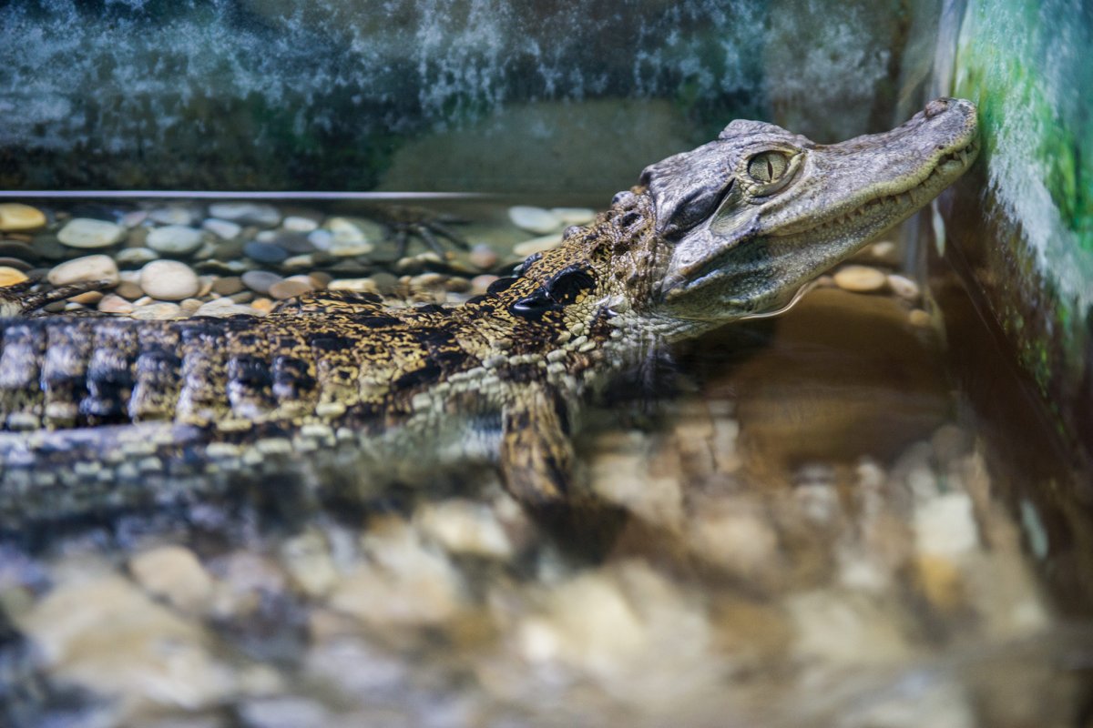 Нильский крокодил хвост