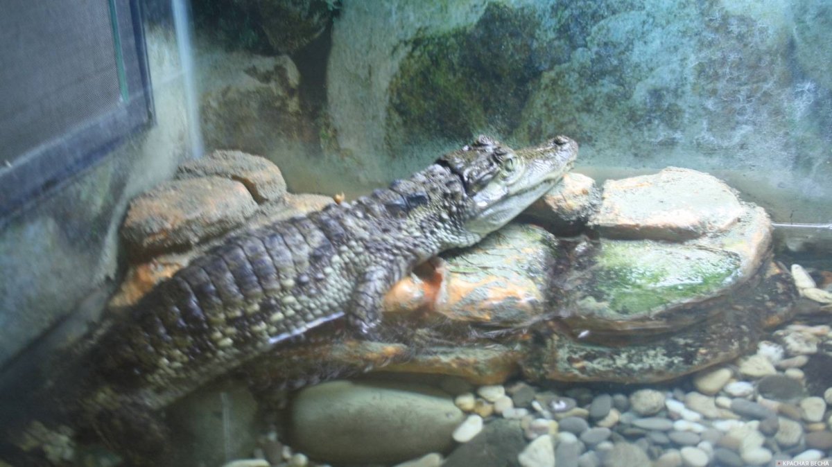 Земноводные Новосибирского зоопарка