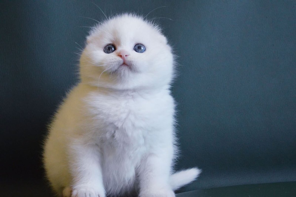 Шотландский вислоухий кот белый