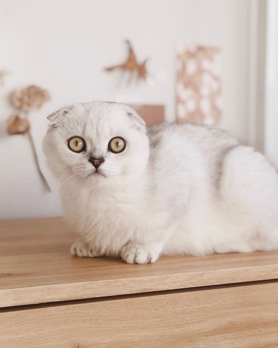 Шотландская вислоухая кошка булочка мягкая