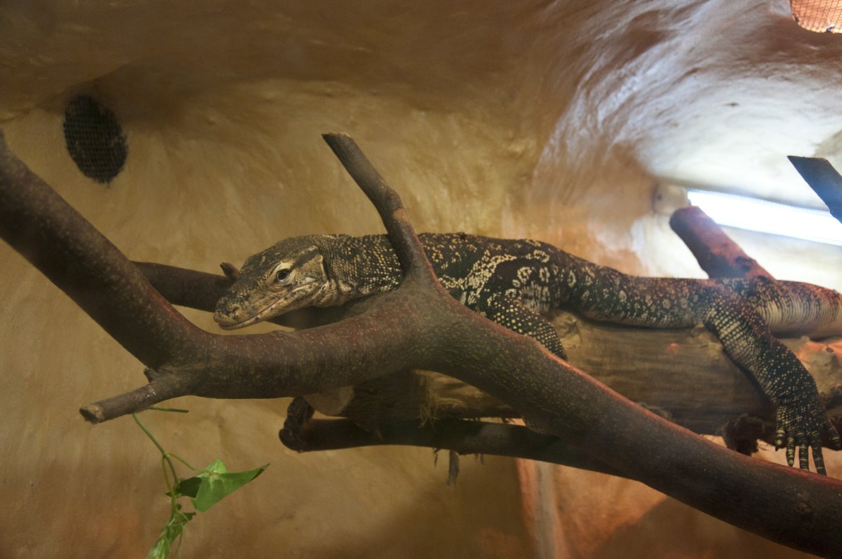 Аллигатор Сатурн Московский зоопарк