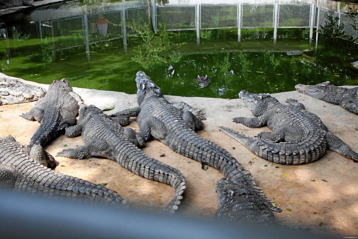 Пресмыкающиеся животные крокодил