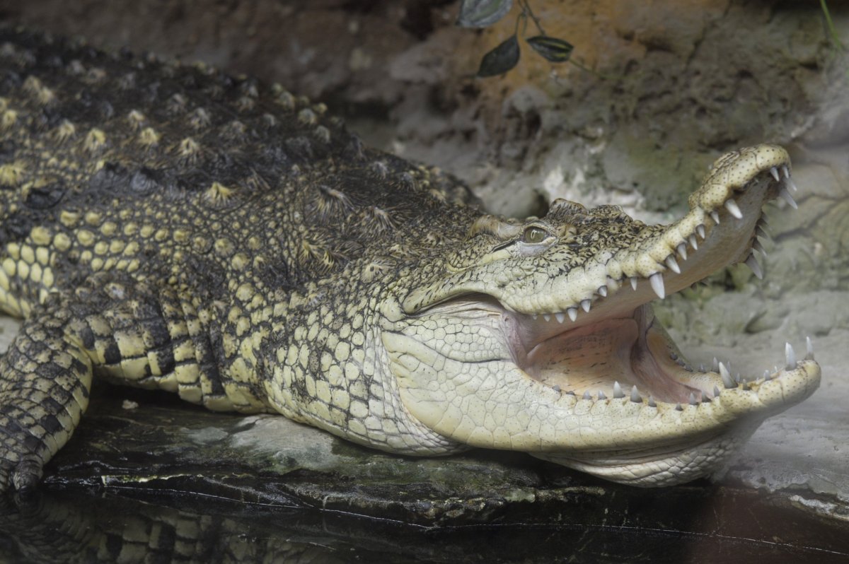 Московский зоопарк крокодилы