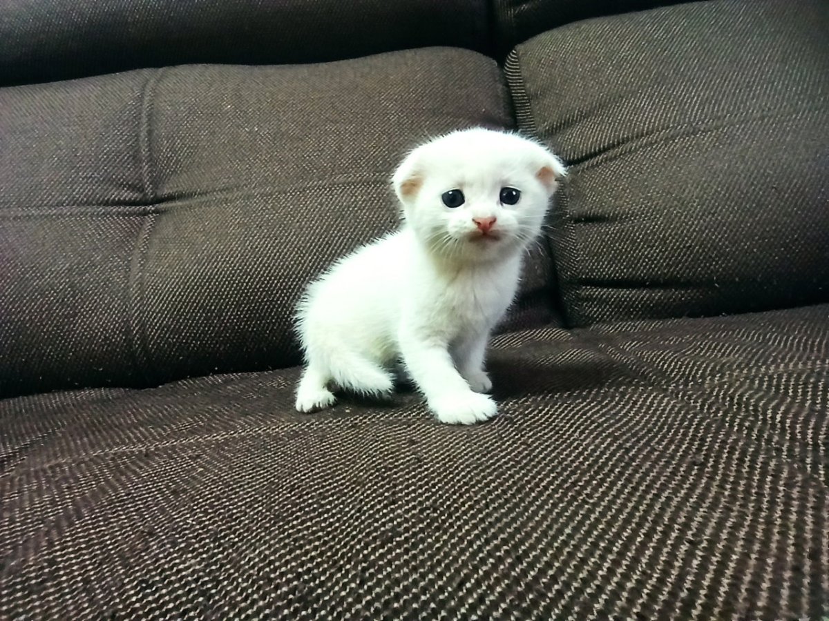 Найден кот вислоухий кот белый