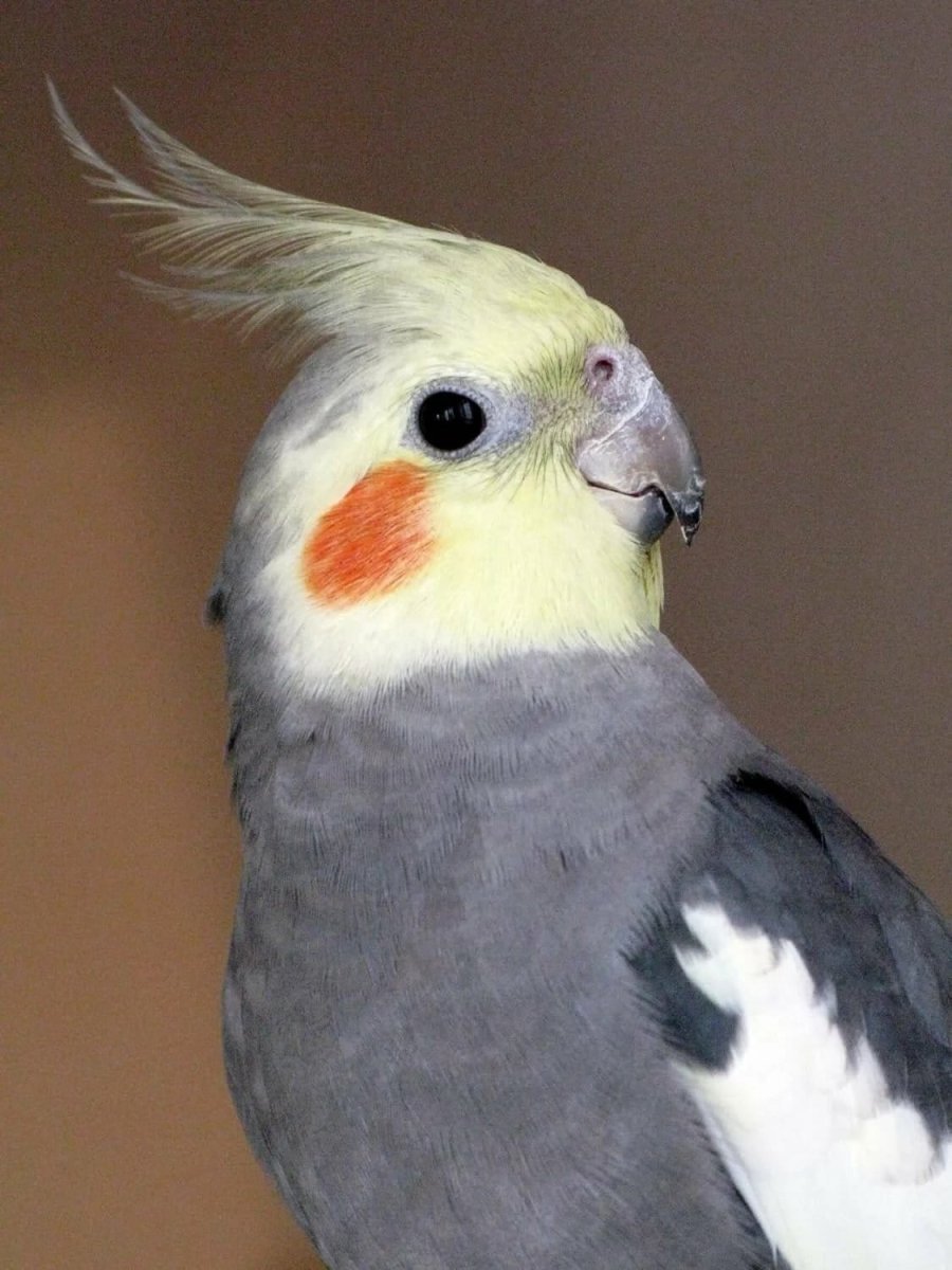 Какаду корелла голубой