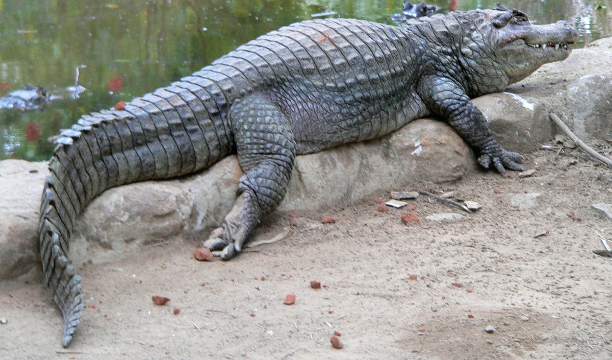 Хамелеоны / Camaleones