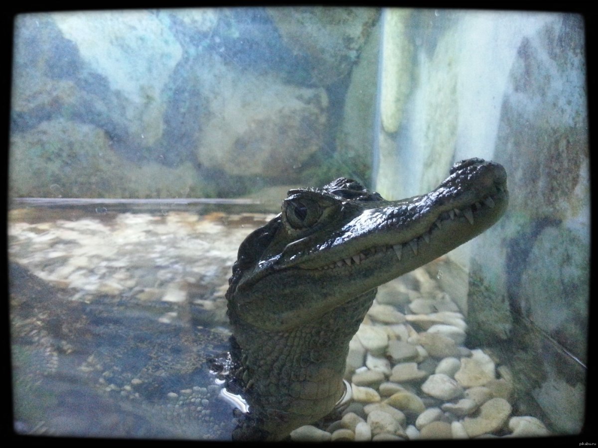 Гребнистый крокодил Кассиус