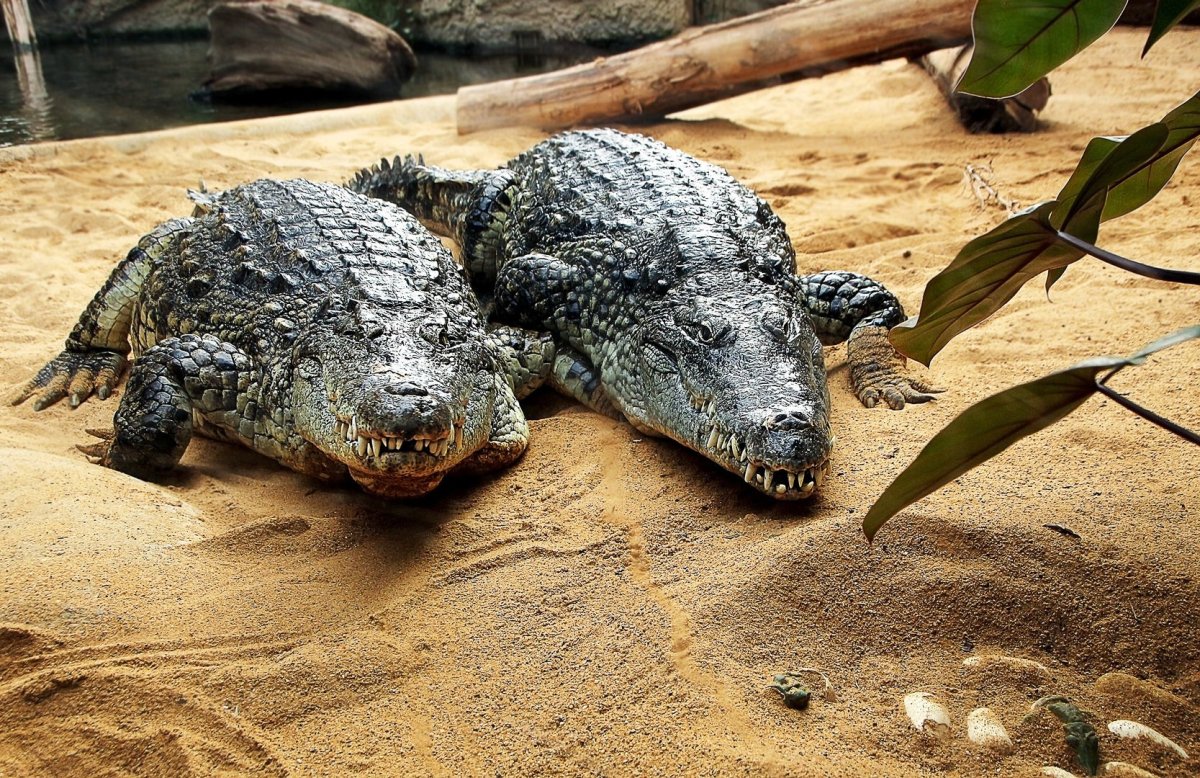 Нильский крокодил в Московском зоопарке