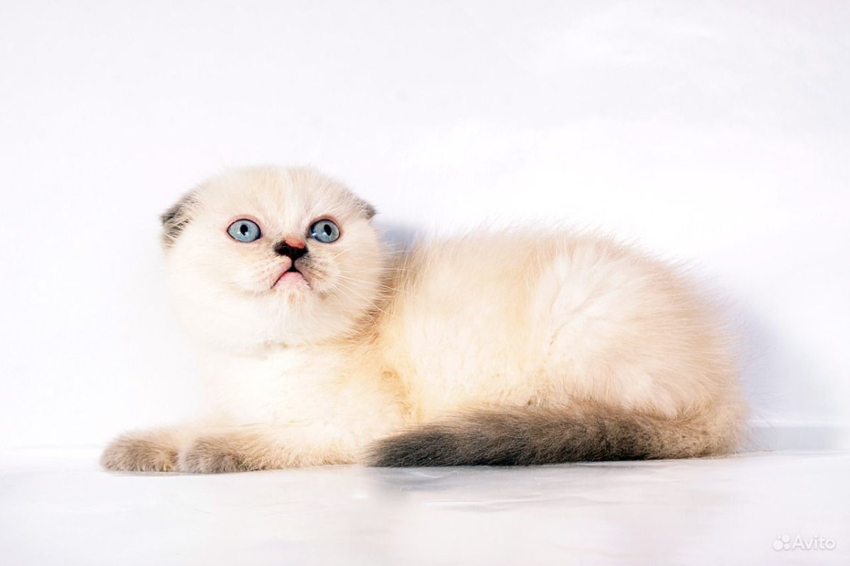 Скоттиш фолд голубая вертикально кошка