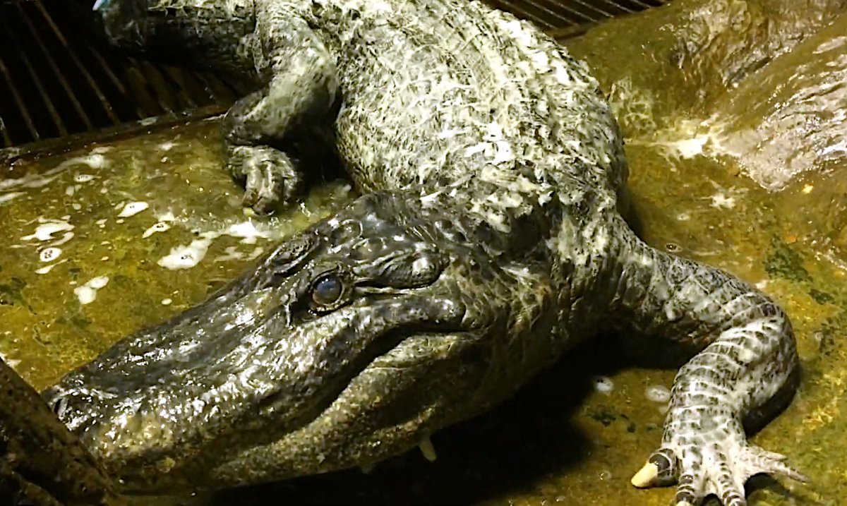 Нильский крокодил в Московском зоопарке