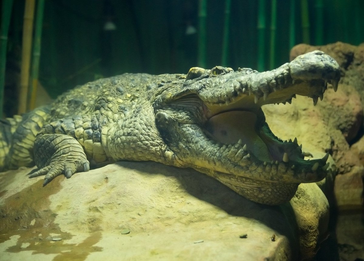Ростовский зоопарк крокодил