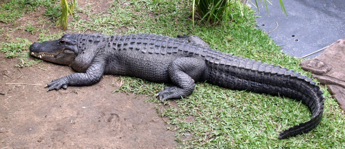 Крокодиловая ферма дядюшки Джона