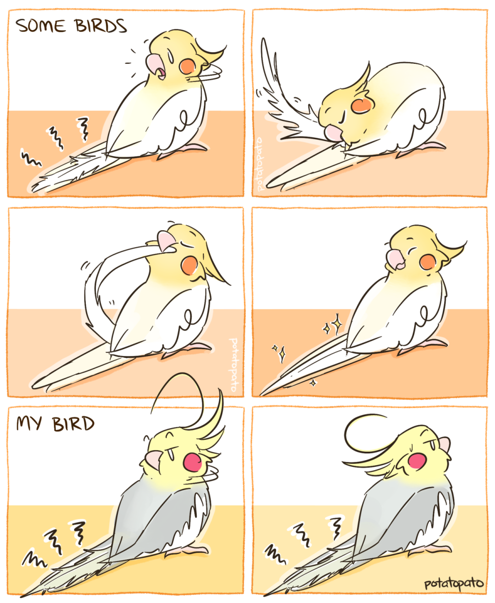 Попугай корелла в дикой природе