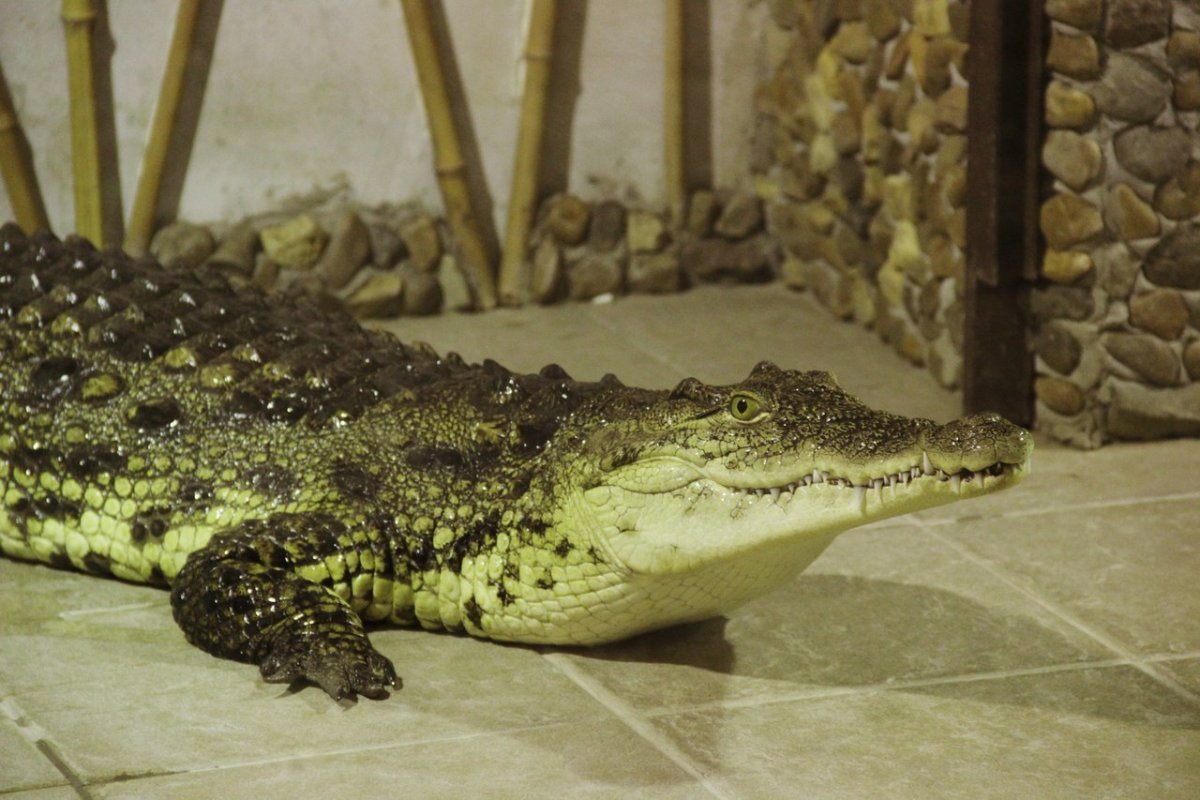 Новосибирский зоопарк крокодил