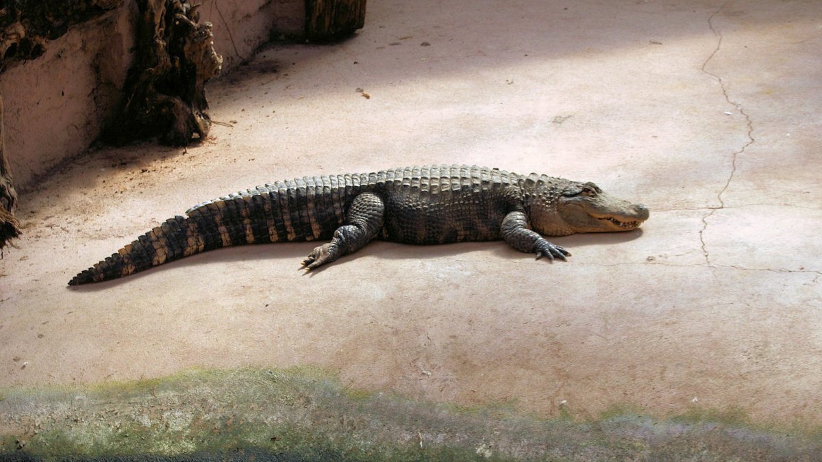 Нильский крокодил белый