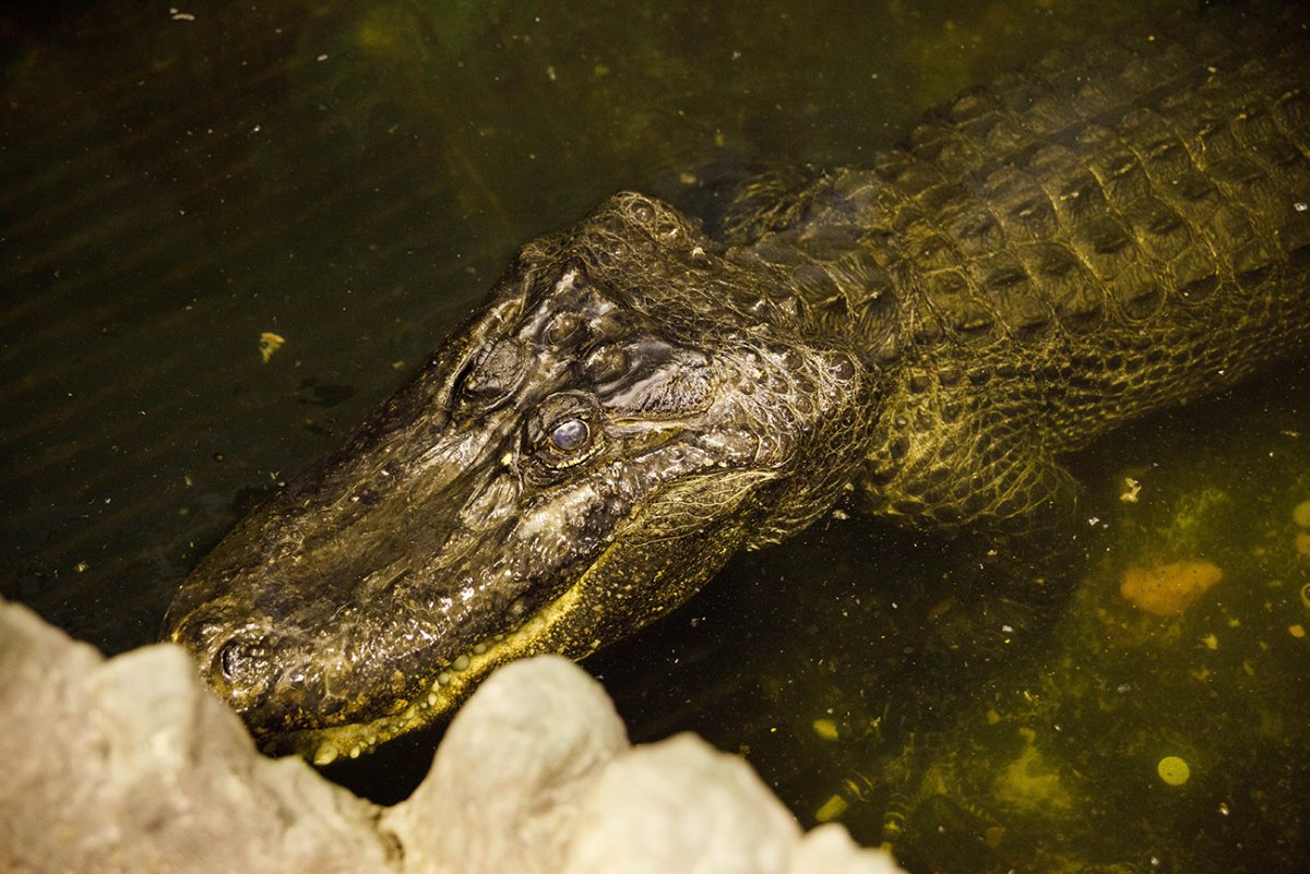 Тупорылый крокодил Московский зоопарк