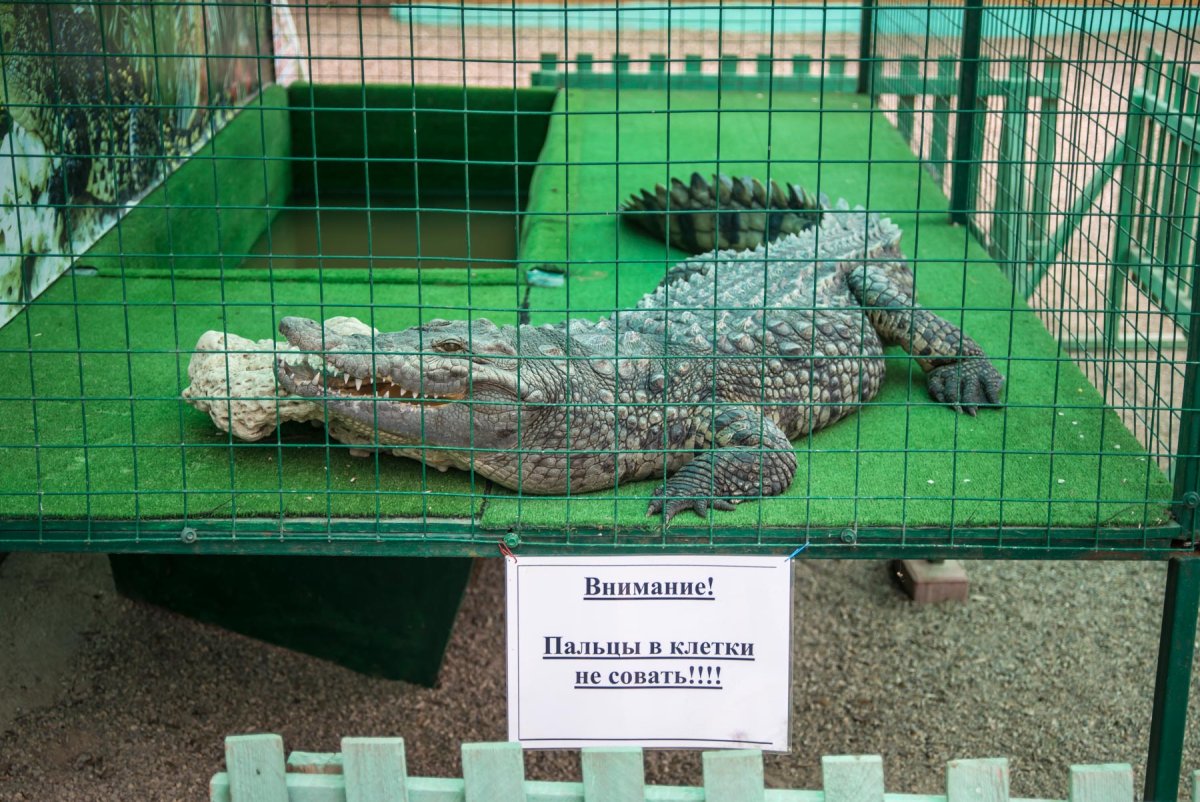 Гребнистый крокодил и сиамский