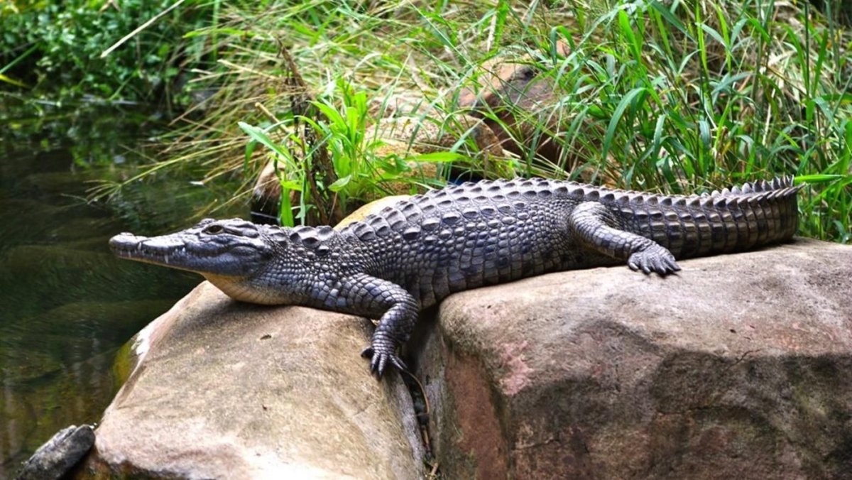 Аллигатор Сатурн Московский зоопарк