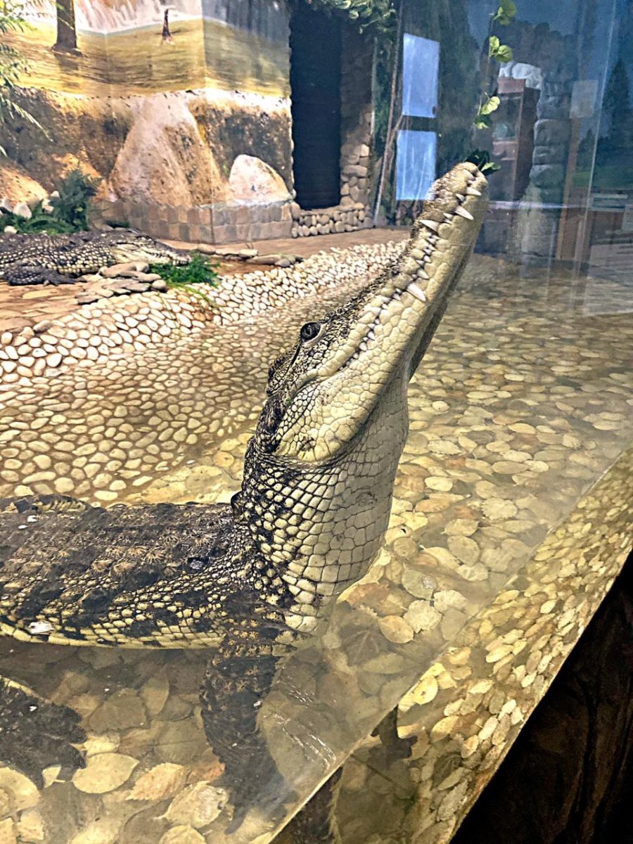 Крокодил Сатурн в Московском зоопарке