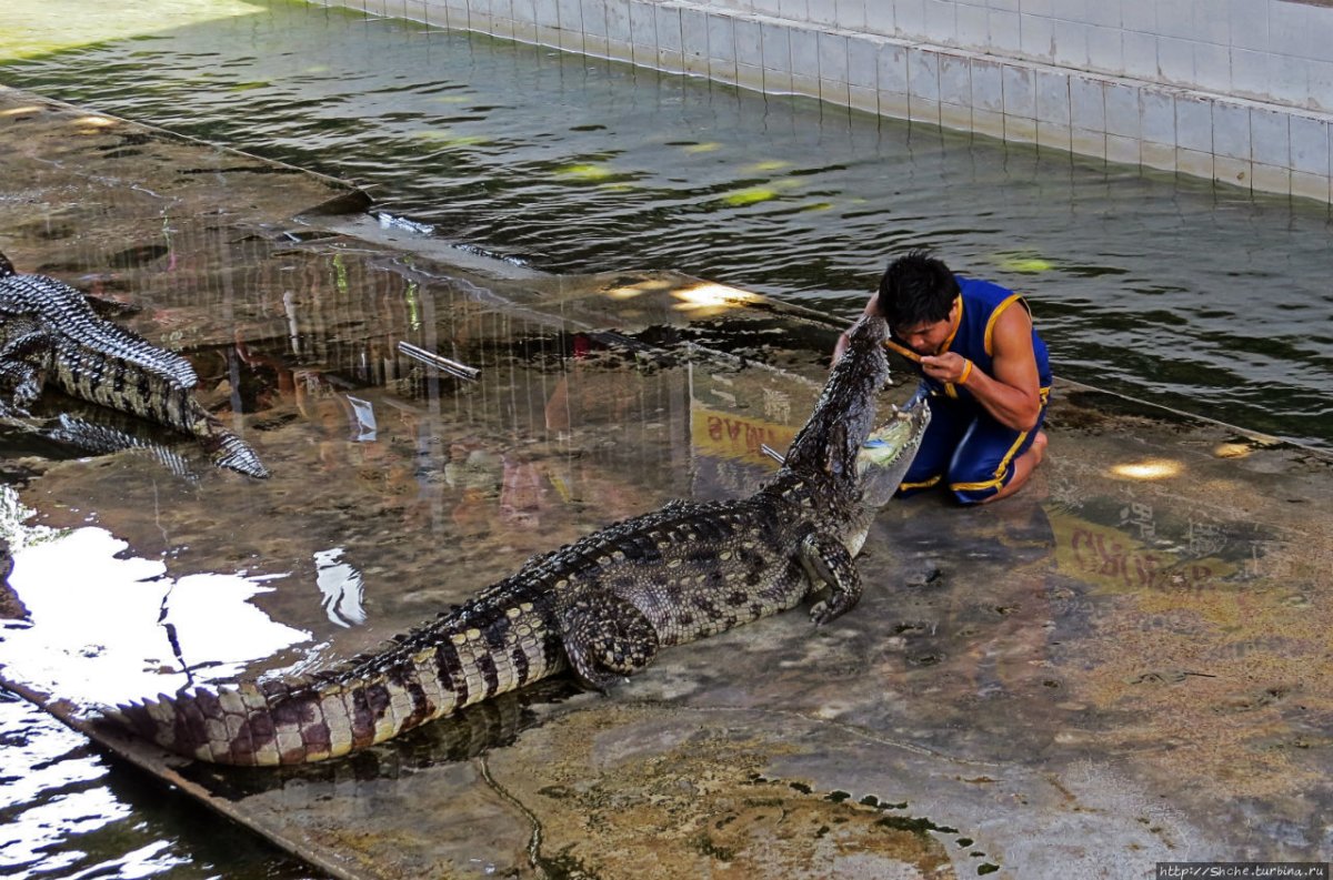 Крокодиленок родившийся