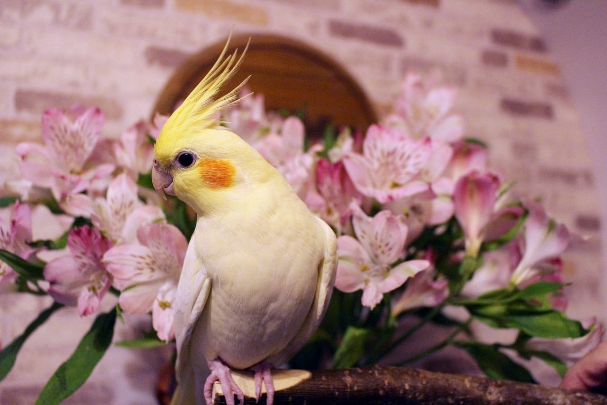 Попугай корелла белый