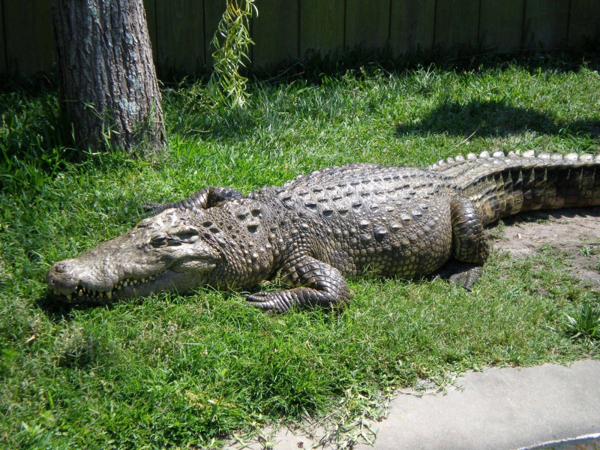 Зоопарк Екатеринбург крокодил