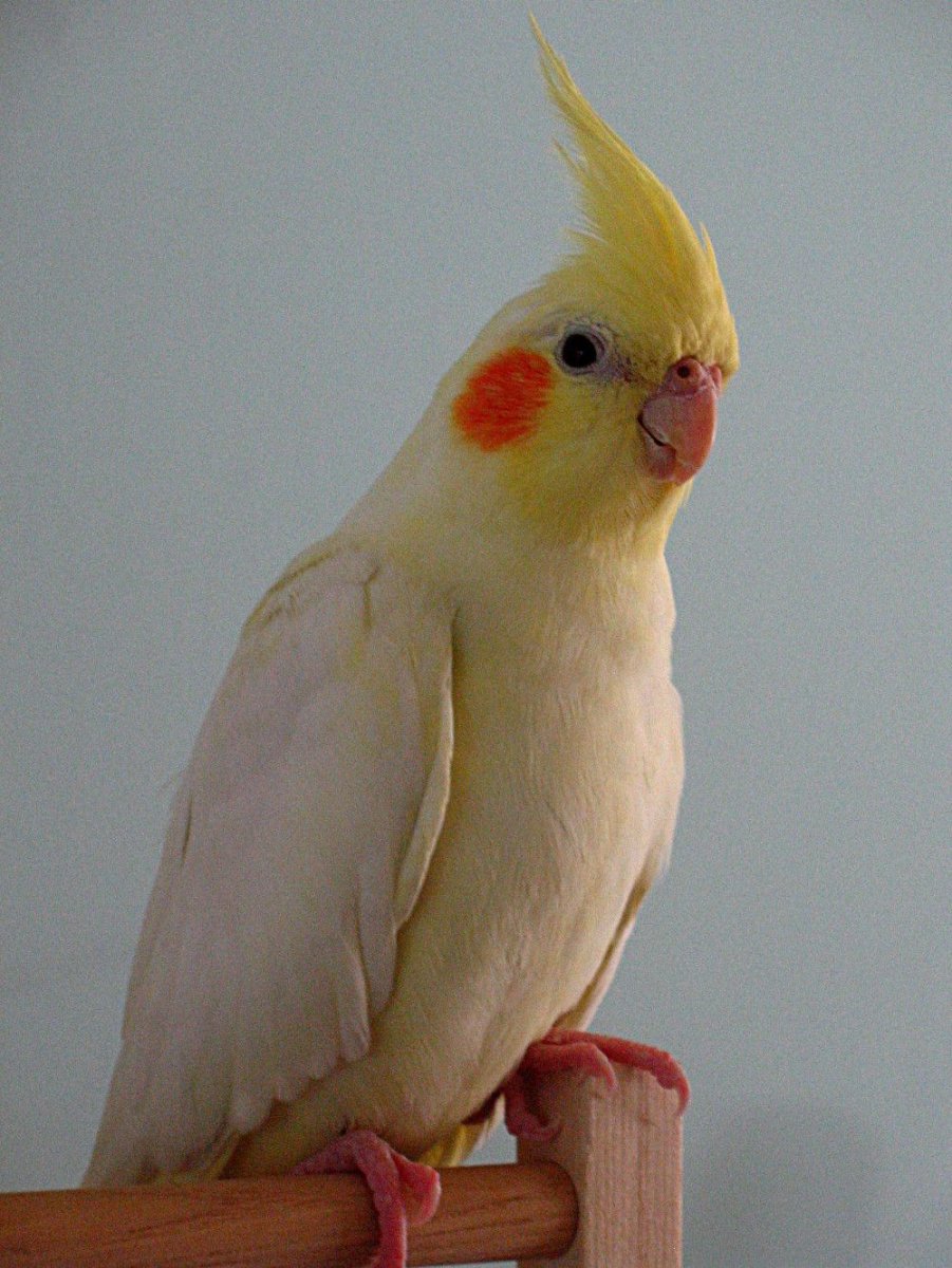 White faced Cockatiel
