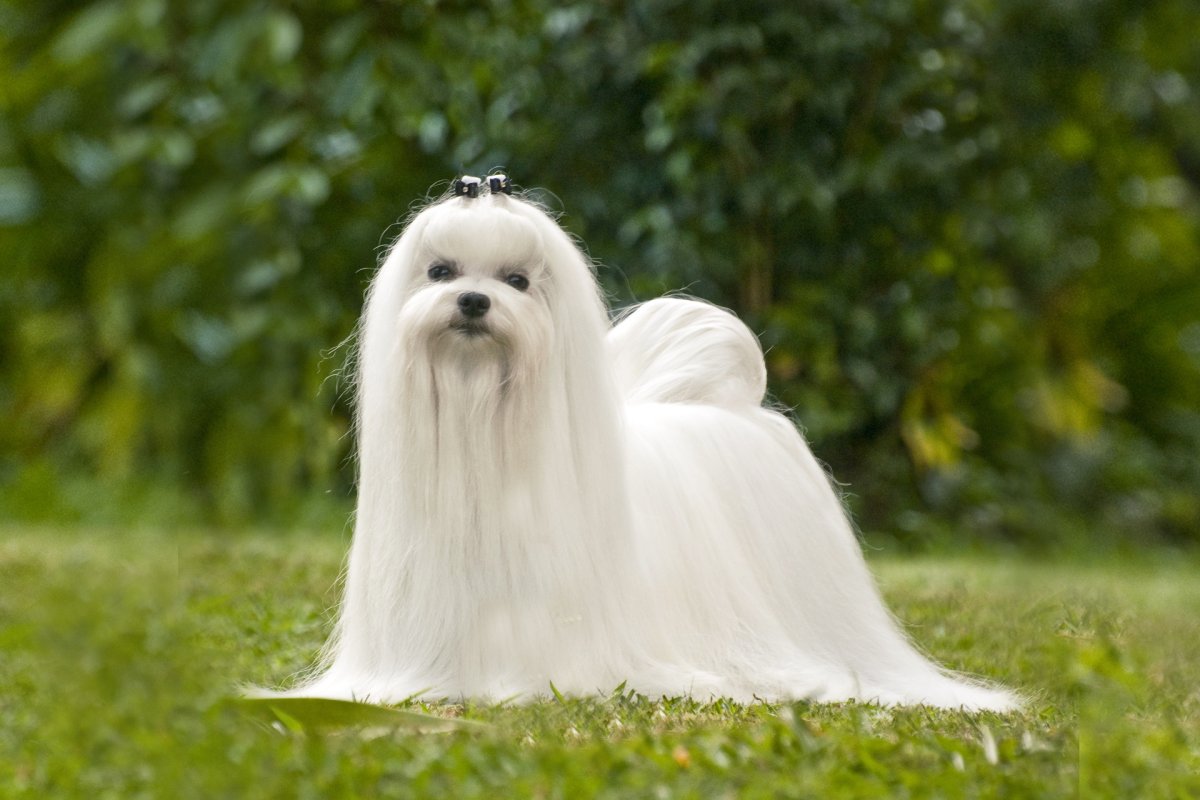 Породы собак Мальтийская болонка