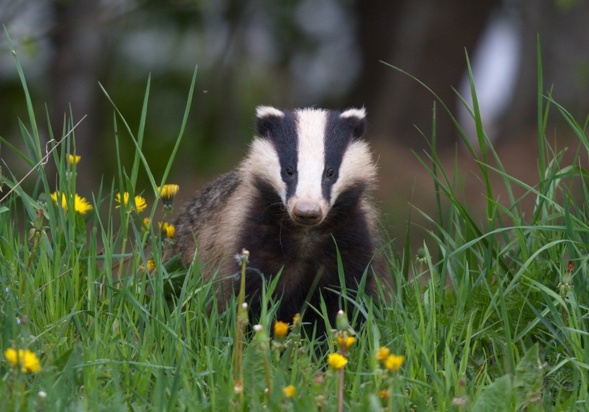 Европейский барсук красивенький