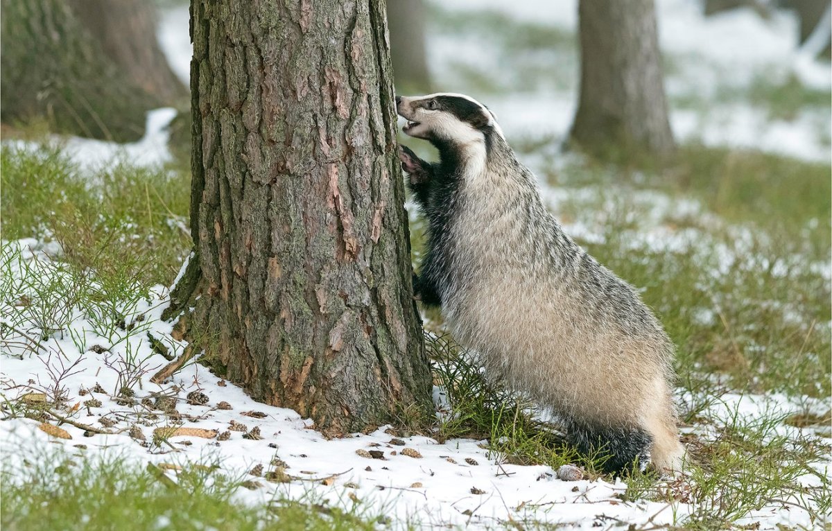 Сочинский национальный парк барсук