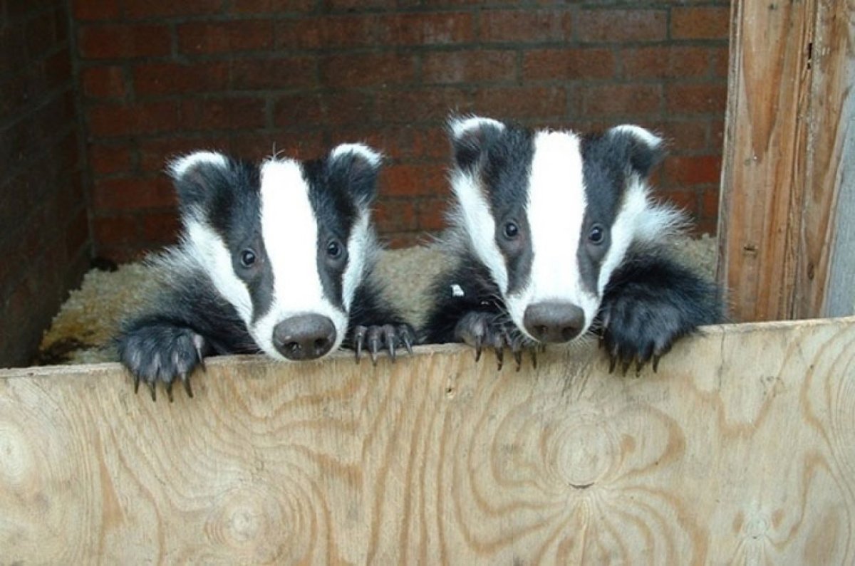 Ручной барсук