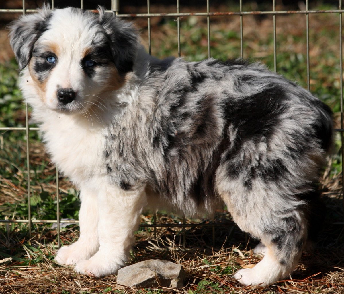 Австралийская овчарка очесы