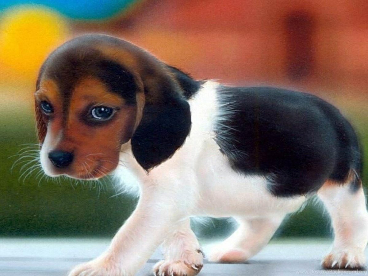 Бигль Пуппи карликовый