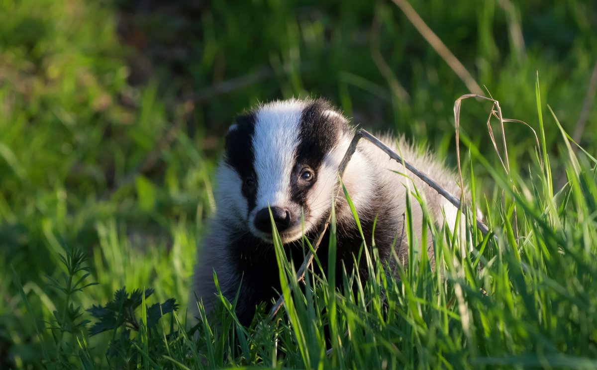 Забайкальский барсук