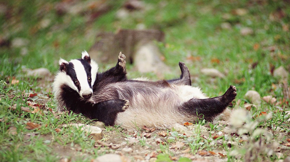 Борнейский барсук