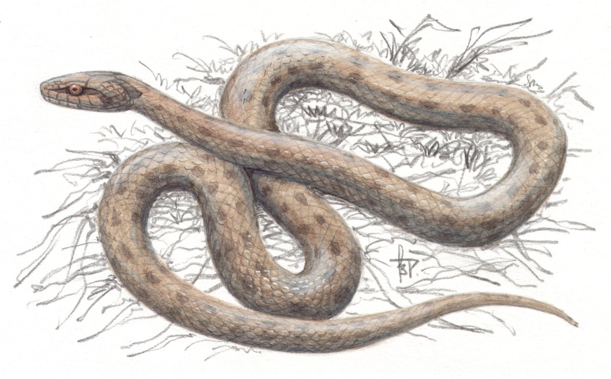 Медянка – Coronella austriaca Laurenti, 1768