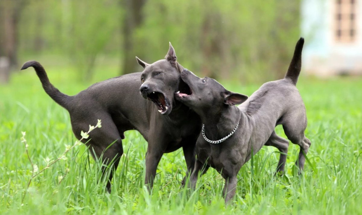 Тайский риджбек