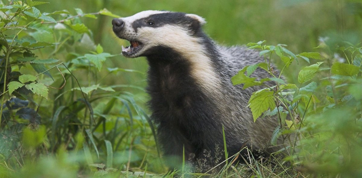 Барсук с полосками на спине