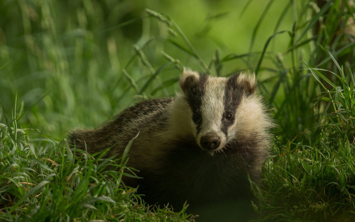 Амурский барсук