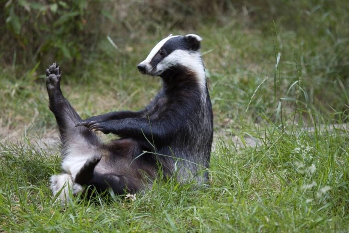 Барсук в карелии