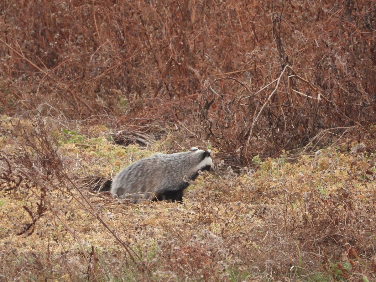 Европейский барсук