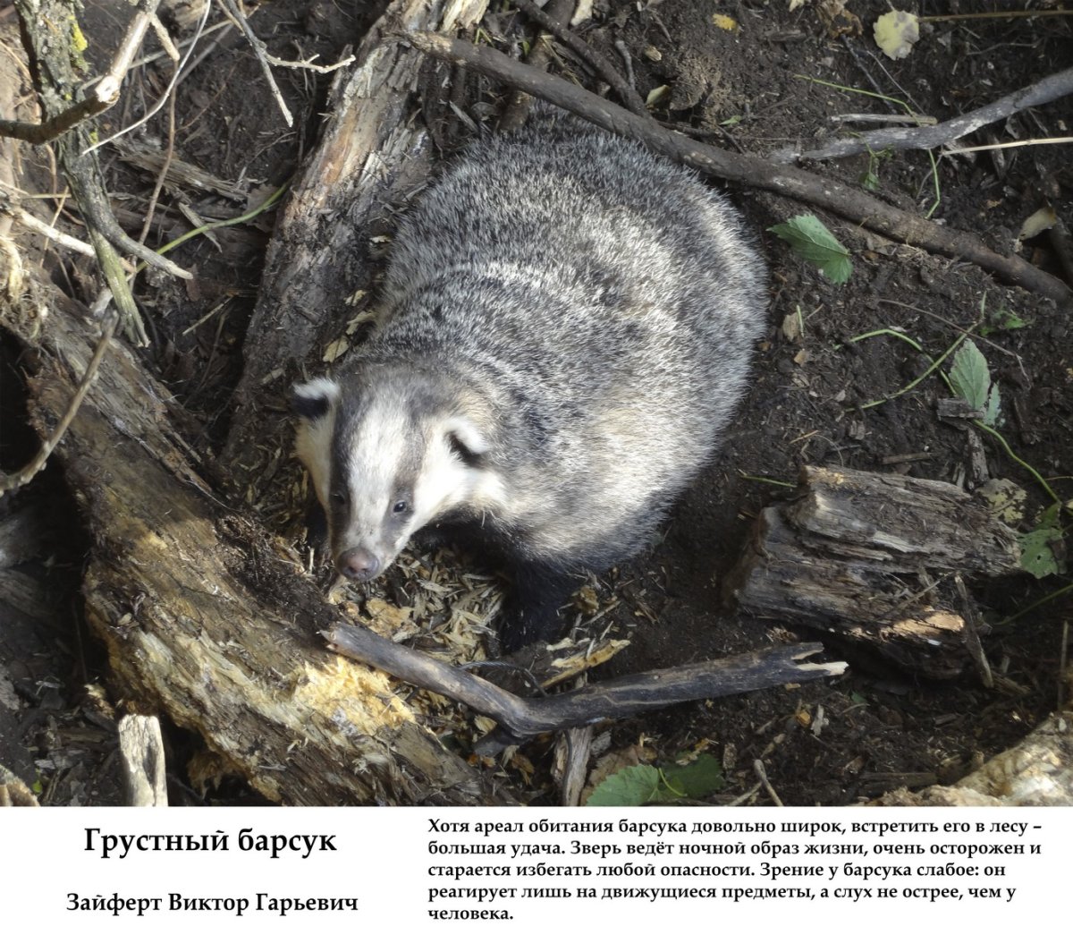 Барсуки город