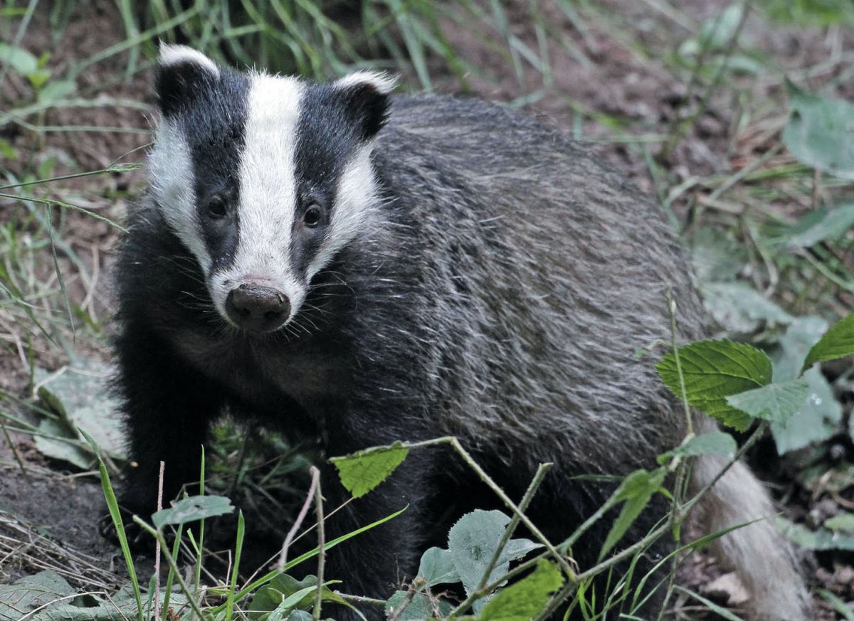 Барсук зимой