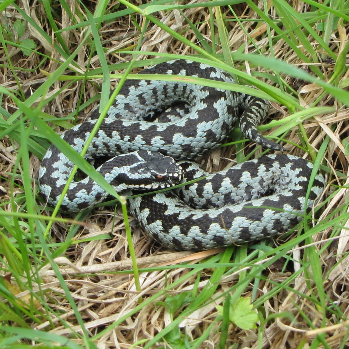 Рогатая гадюка