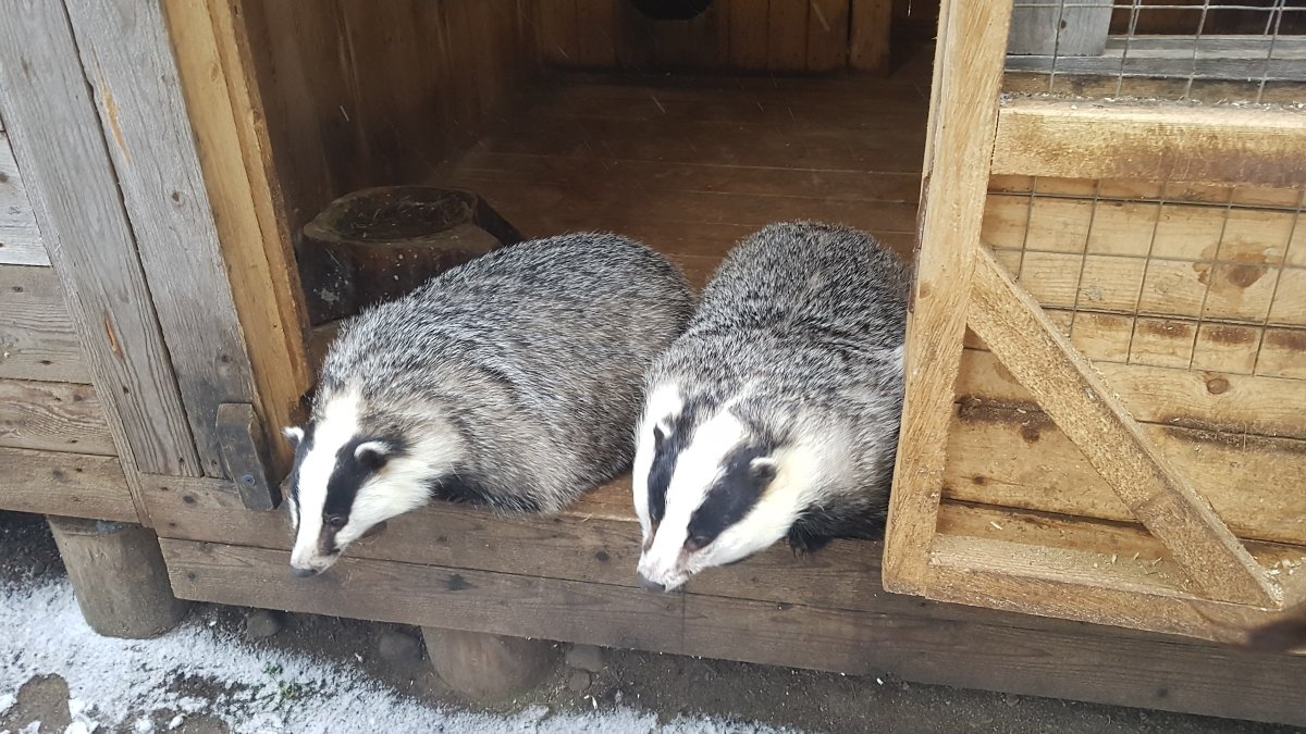Барсук в Оренбургской области