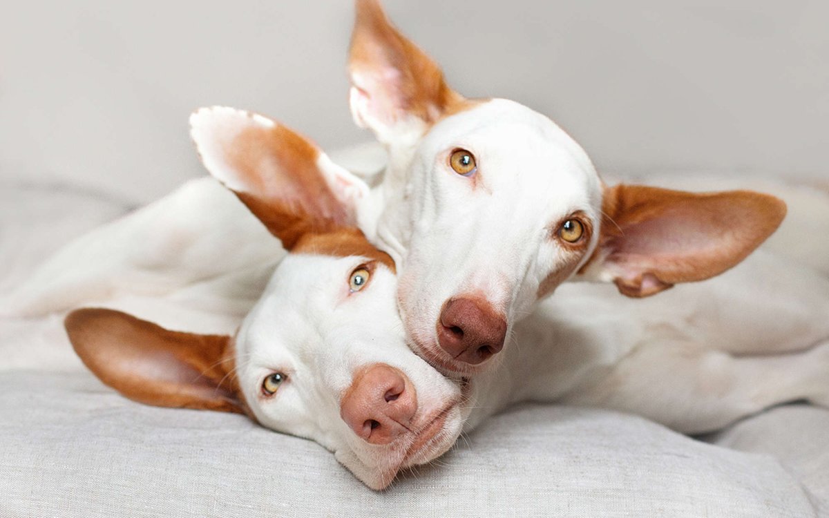 Поденко ибиценко порода