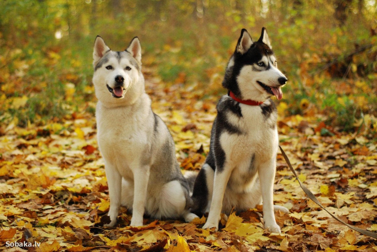 Сибирский хаски породы собак щенки