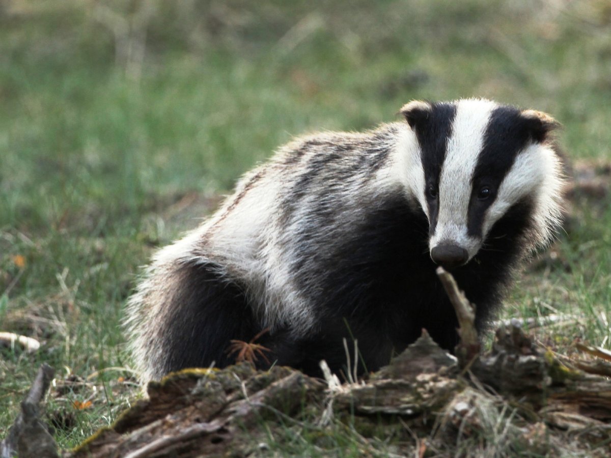 Среднеазиатский барсук