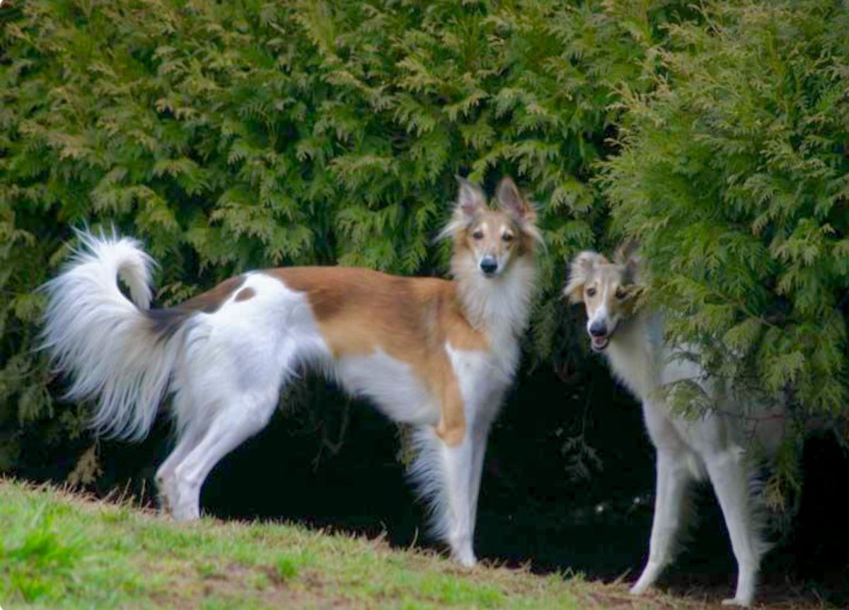 Длинношерстный Уиппет