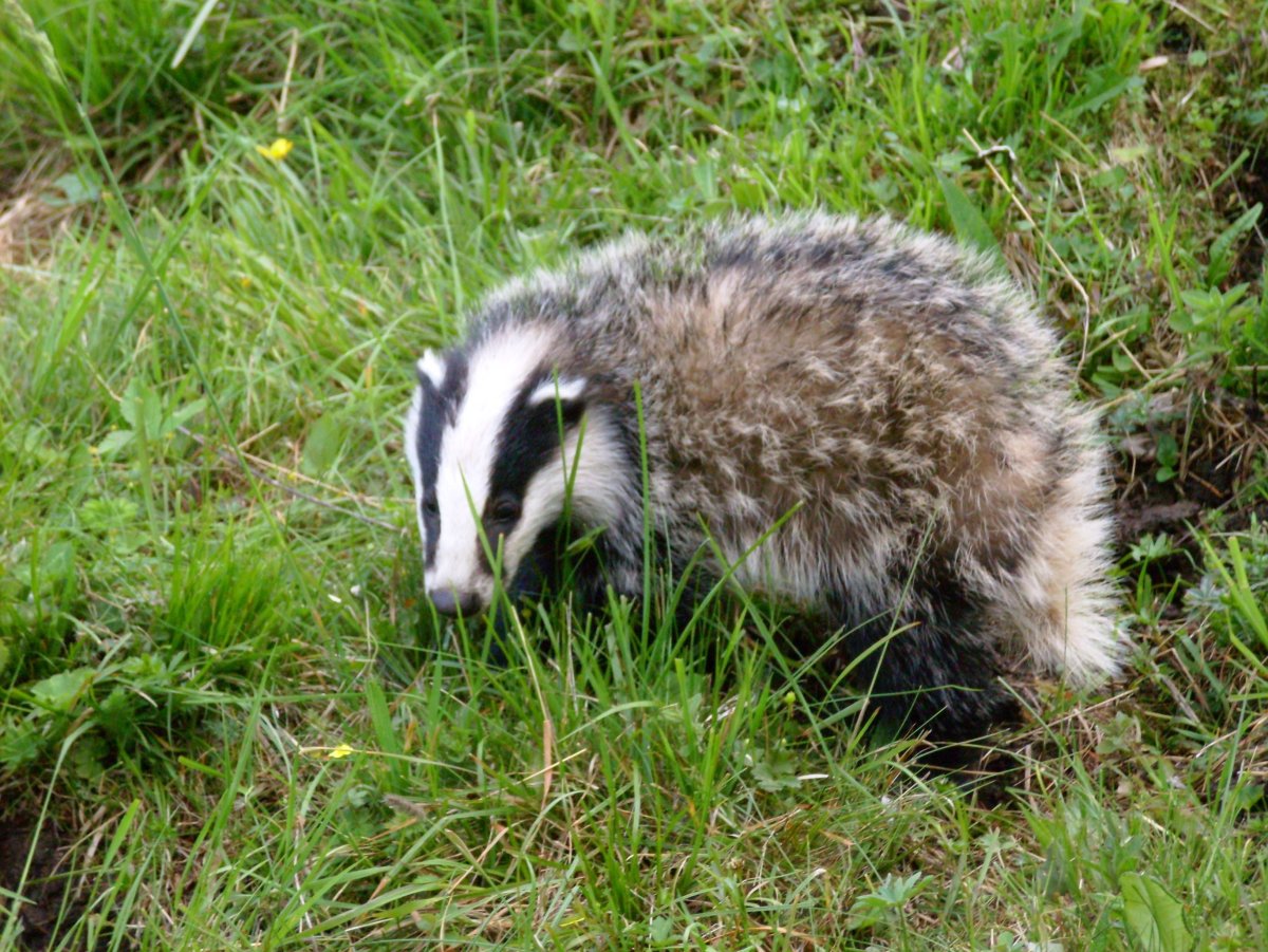 Барсук Новокузнецк
